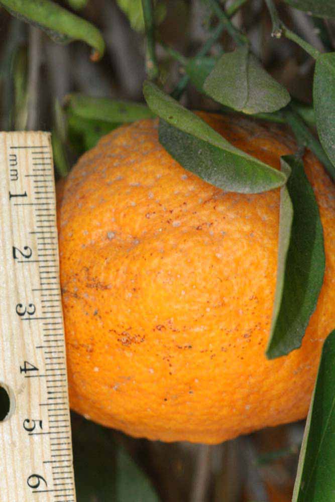            Fruit (Riverside, CA)   